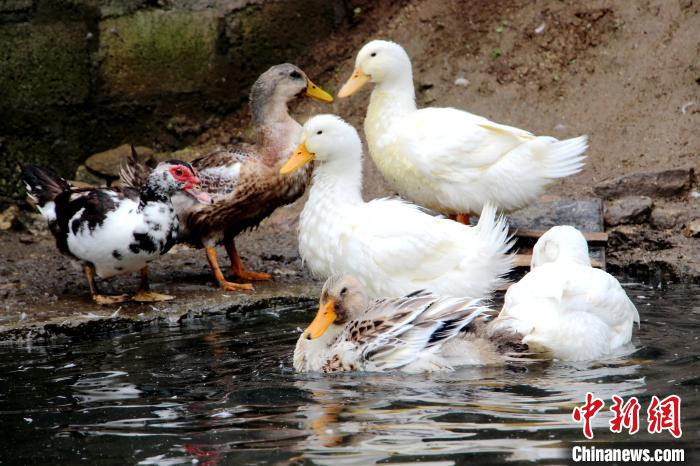 图为亚东边检站引进的家禽。　王东东 摄