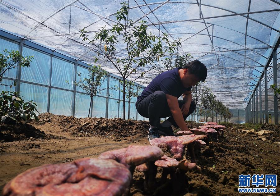 （决战决胜脱贫攻坚·图文互动）（3）产业援藏“拔穷根” 新思路激发脱贫新动力