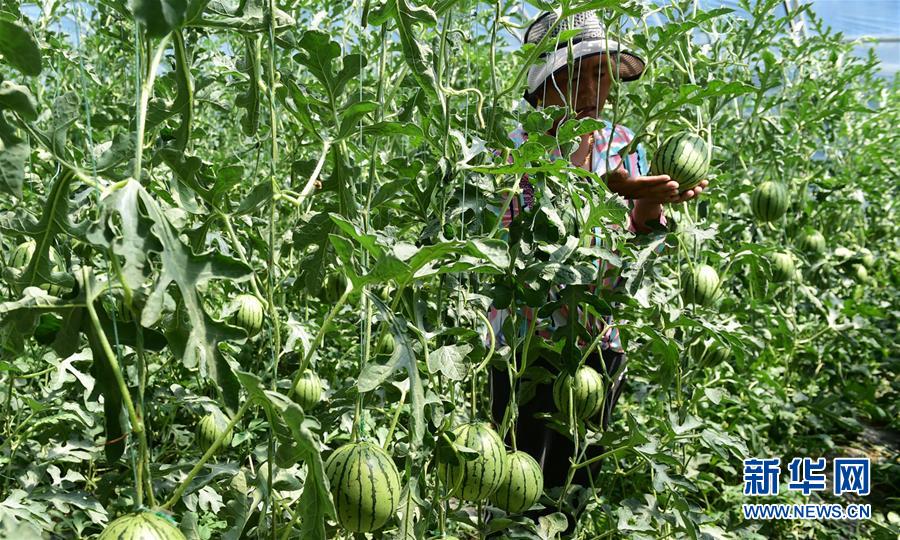 （脱贫攻坚）（1）西藏白朗：蔬菜种植合作社助力农民增收