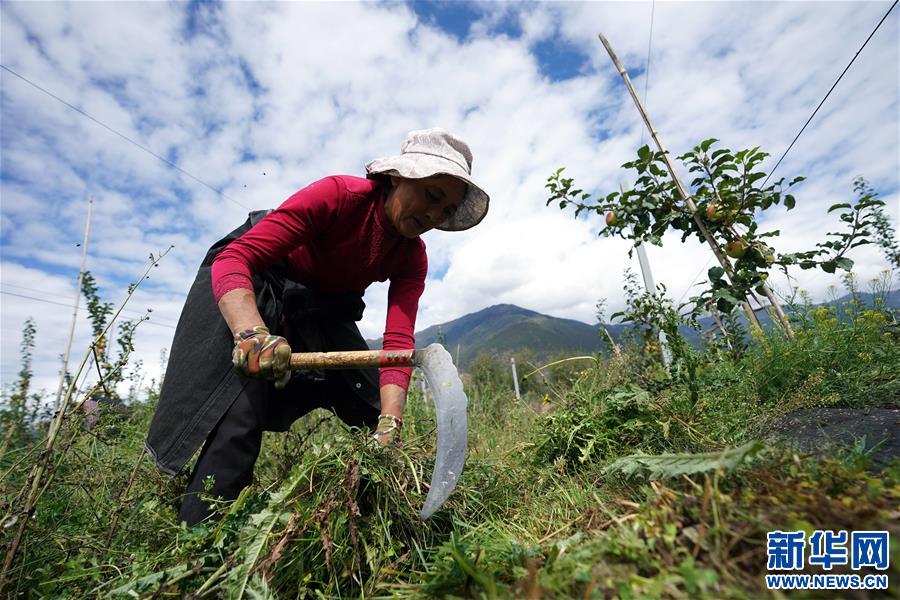 （图文互动）（1）苹果红了，群众笑了——西藏林芝现代苹果标准化示范园见闻