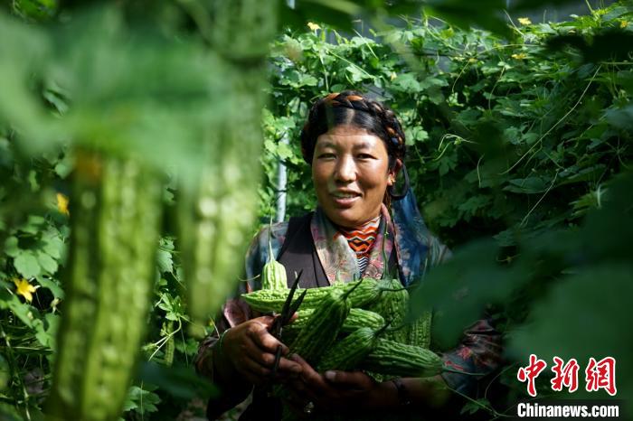 西藏白朗县“菜篮子”助力农牧民脱贫致富