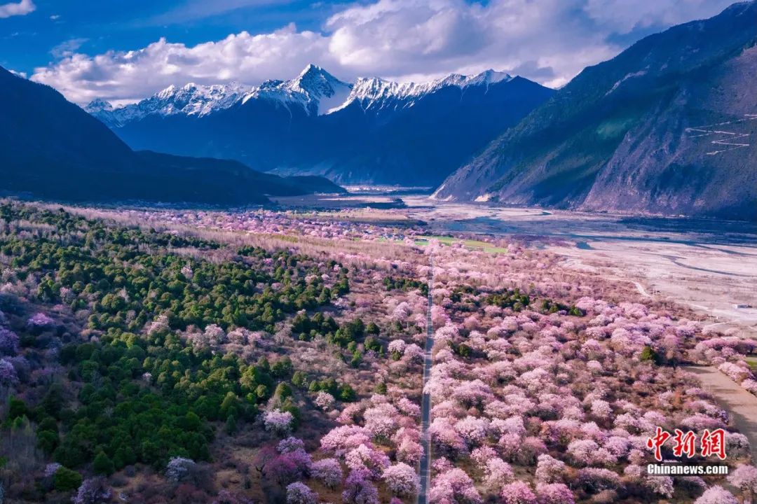 林芝承载人口_林芝桃花