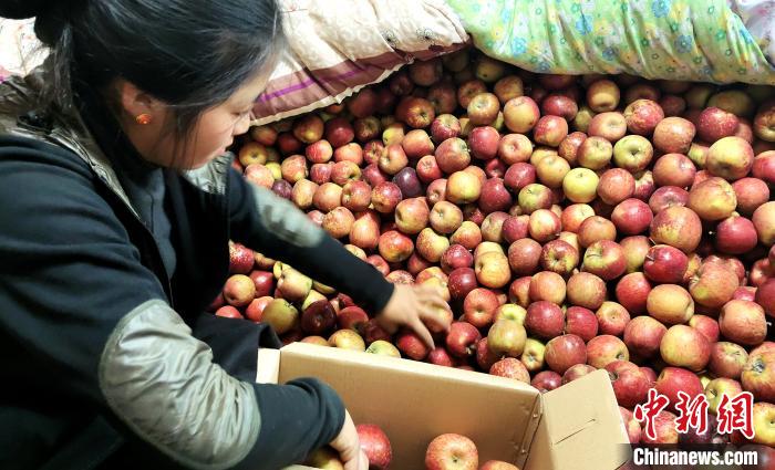 图为通麦村村民巴桑拉姆精心挑选苹果进行装箱。　贡桑拉姆 摄