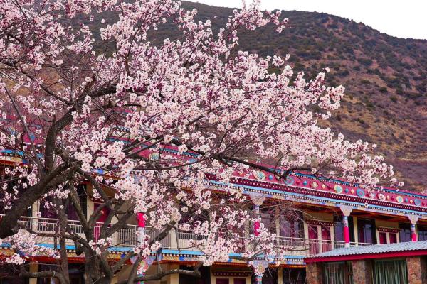 世外桃源！一组图告诉你，西藏林芝桃花能有多美