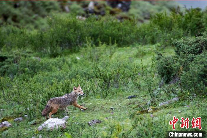 西南林业大学科考团队在西藏发现亚洲胡狼种群