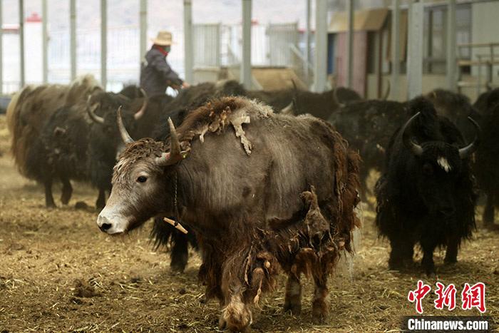 西藏拉萨当雄县科学育牛牧民家庭日子更“牛”