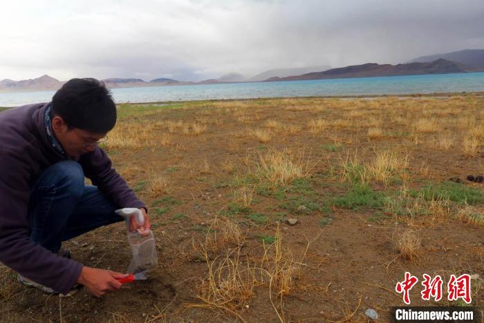 科考队员在拉果错湖岸边采集科研样品。　<a target='_blank' href='http://www.chinanews.com/'><p  align=