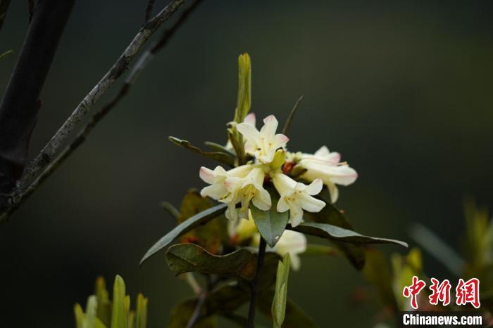 极度濒危植物折萼杜鹃时隔97年再次现世