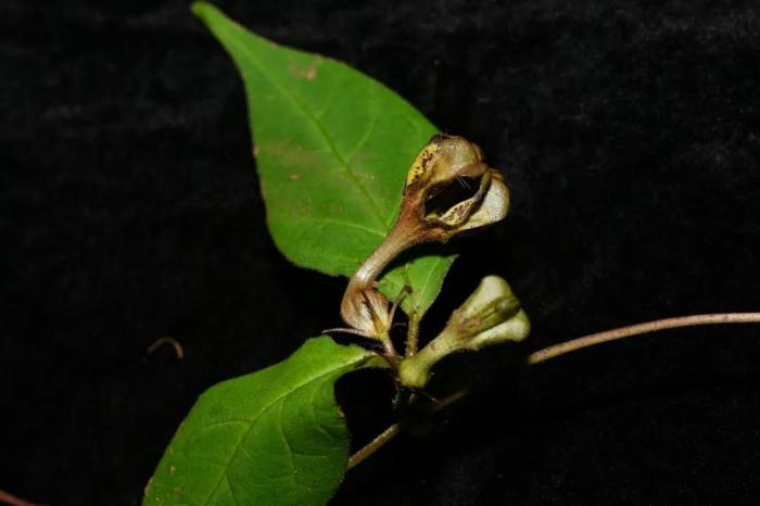 科研人员在西藏发现吊灯花属新种——吉隆吊灯花