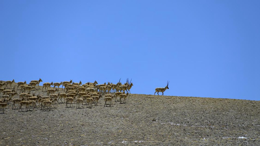 藏羚羊。金阿次仁摄