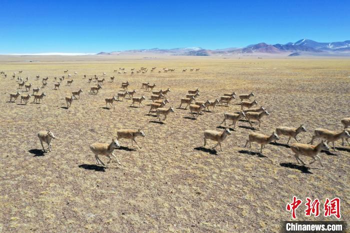 3月份西藏改则县草原上“长满”了藏羚羊群