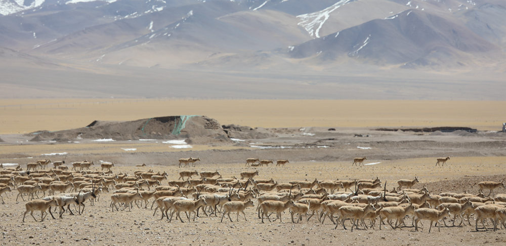 藏羚羊种群。边巴摄