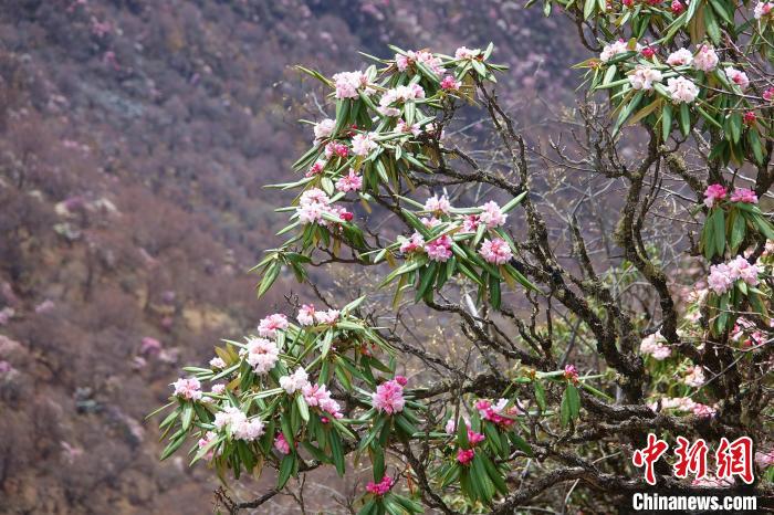 西藏加查县杜鹃花盛放惊艳山野