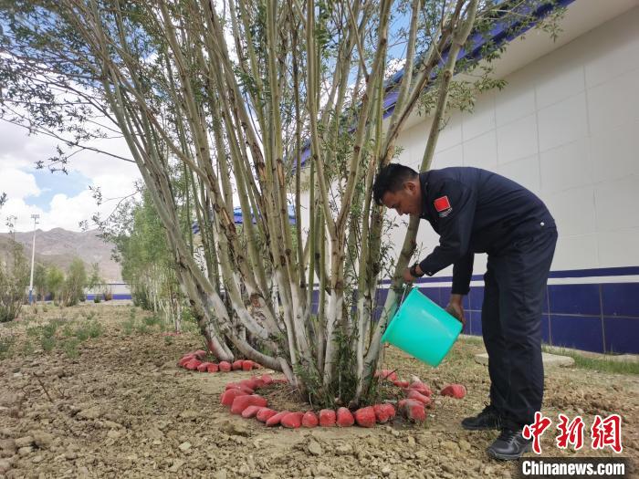 营区绿树渐葱茏见证民警扎根雪域边疆十余载