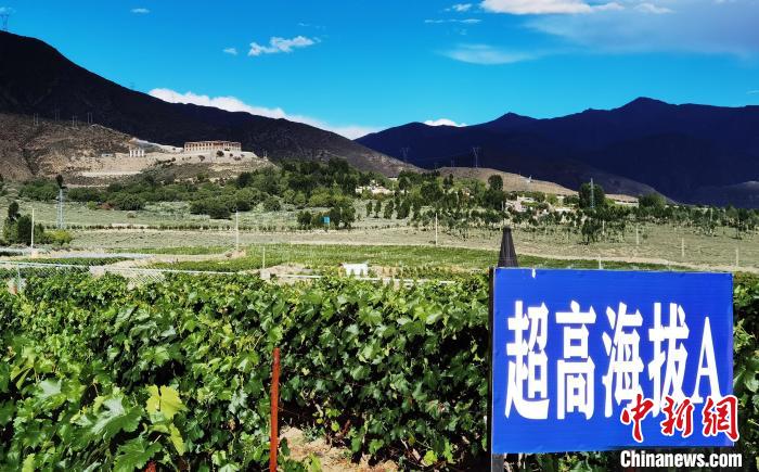 图为桑日县种植的葡萄。　山南桑日县委宣传部提供