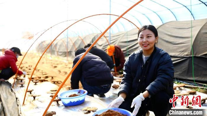 图为农民采收灵芝孢子粉。　邓巴 摄