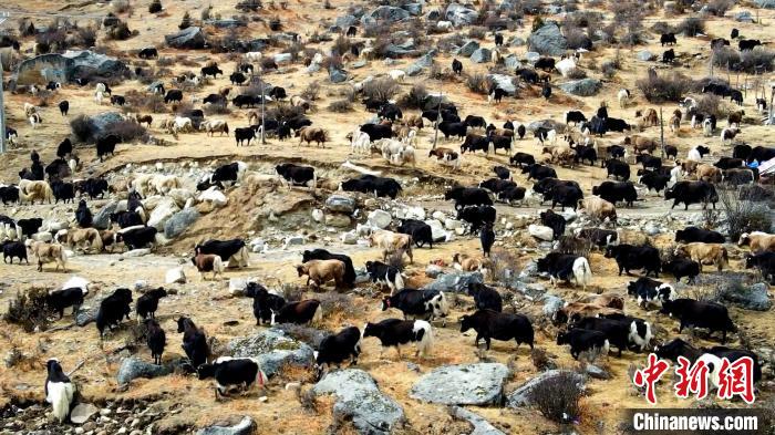 图为角木那村生态散养的牦牛正在觅食。　洪若虹 摄