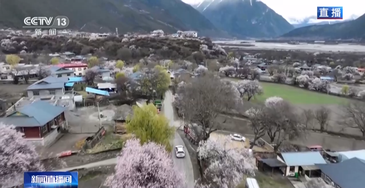 西藏林芝：巍峨雪山阡陌良田 桃花谷春色惊艳