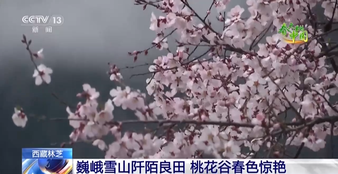 西藏林芝：巍峨雪山阡陌良田 桃花谷春色惊艳