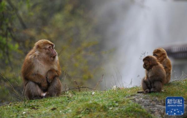 西藏：勒布沟里的猕猴