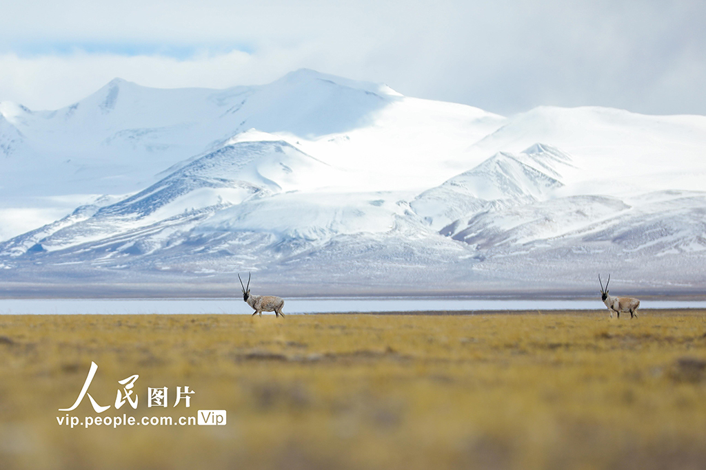 西藏阿里：野生动物悠闲觅食