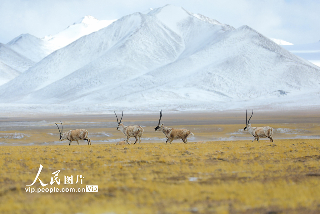 西藏阿里：野生动物悠闲觅食【2】