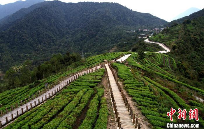 图为西藏林芝市墨脱县背崩乡格林村山顶的景观茶园。(无人机照片) 李林 摄