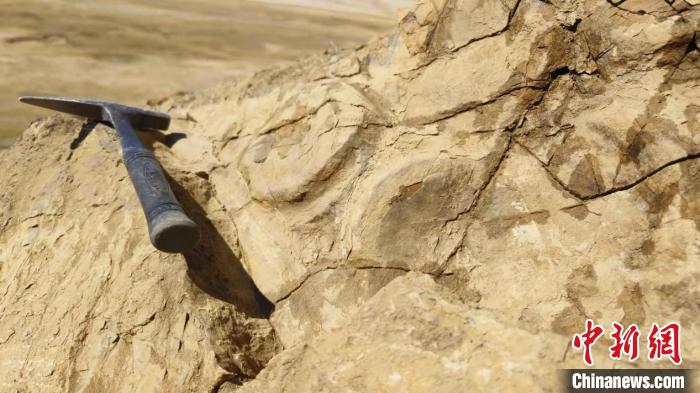 中科院古脊椎所青藏科考队在西藏定日地区三叠纪岩层中发现的鱼龙化石椎体和肋骨。　中科院古脊椎所 供图