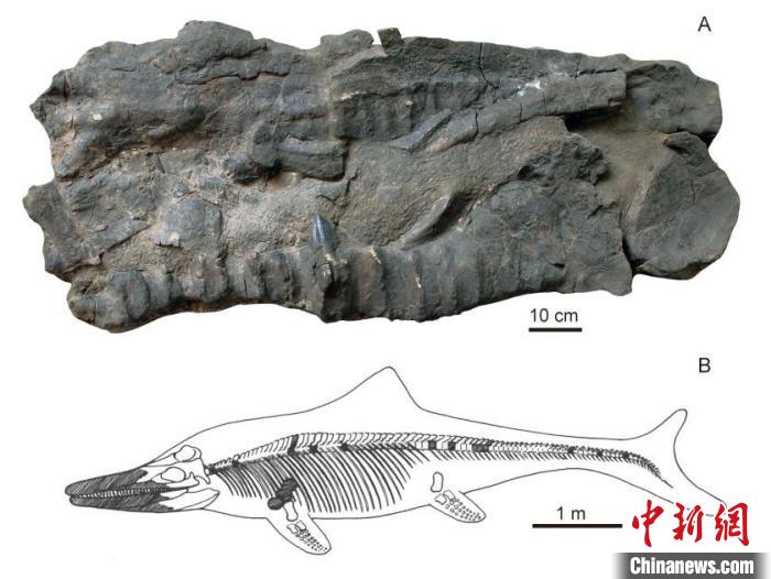 世界屋脊古海巨龙现身中国科学家再次发现2亿年前“喜马拉雅鱼龙”