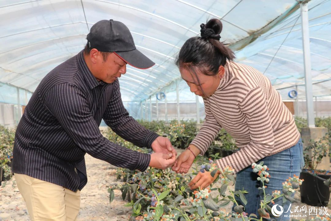 技术员刘家平和措姆在温室大棚检查蓝莓的长势。次仁龙布摄