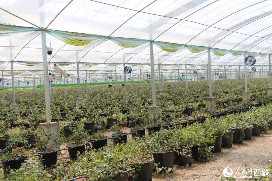 戈壁田园蓝莓工业化种植基地。次仁龙布摄