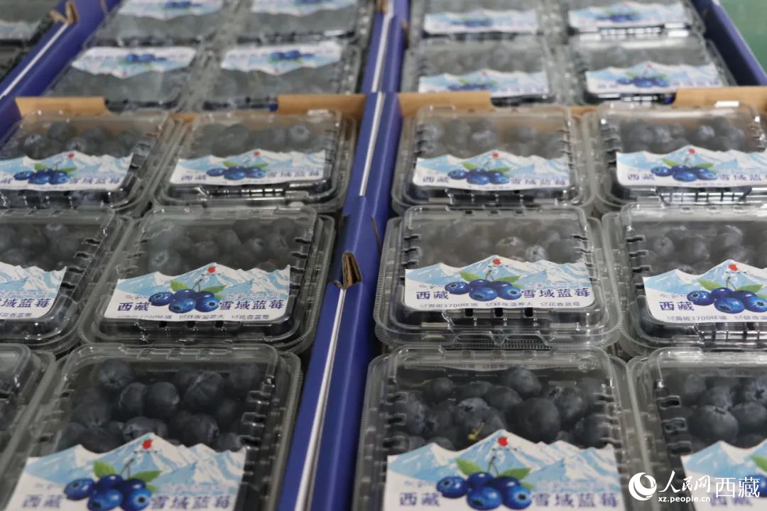包装好的蓝莓。次仁龙布摄