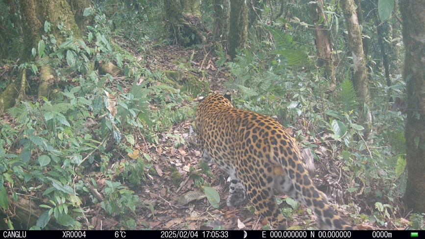 雅鲁藏布大峡谷国家级自然保护区内的西藏自治区墨脱县记录到的金钱豹的活动影像。山水自然保护中心供图