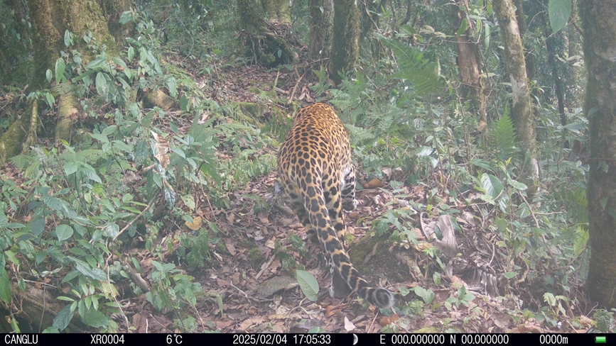 雅鲁藏布大峡谷国家级自然保护区内的西藏自治区墨脱县记录到的金钱豹的活动影像。山水自然保护中心供图