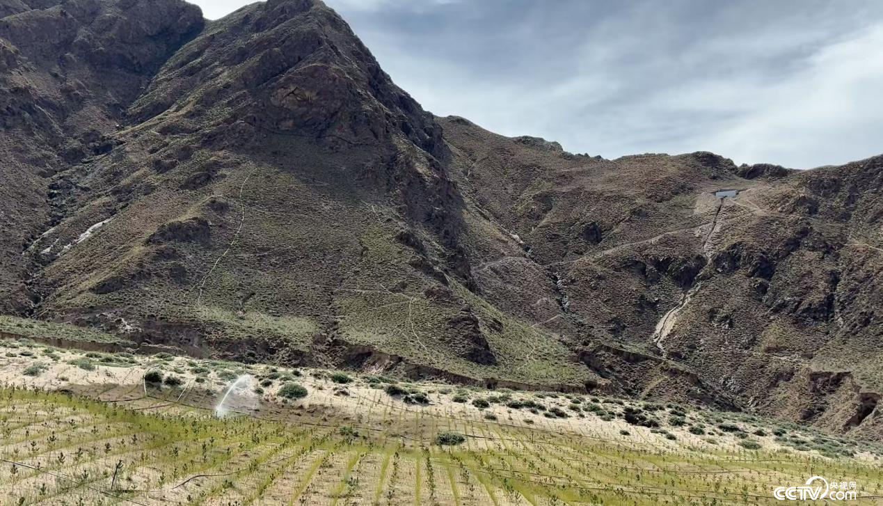 拉萨南北山绿化工程贡嘎段11号片区（摄影 李婷婷）