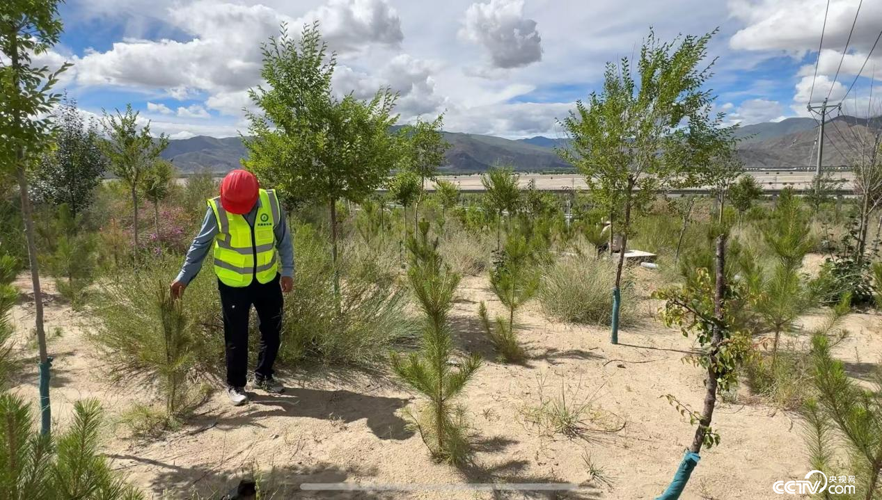 金辉在巡护树苗 （摄影 李婷婷）