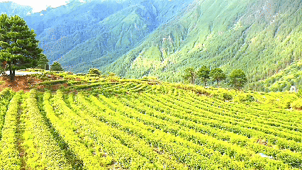 青稞“蜕变”，牦牛“出圈”！看西藏农牧民的“十四五”丰收答卷