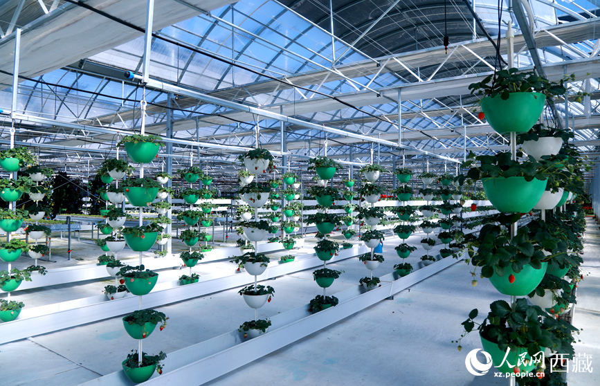 墨竹工卡县现代农业示范园内，采用立体悬挂方式种植的草莓。人民网记者吴雨仁摄