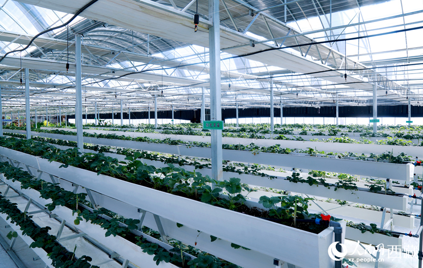园区温室广泛采用多层水培种植系统。人民网记者吴雨仁摄