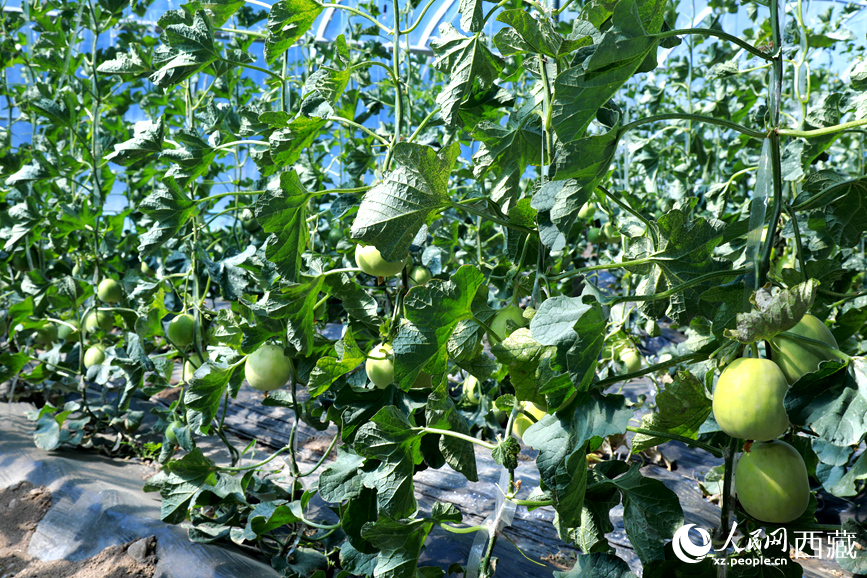 温室中种植的瓜类作物果实累累。人民网记者吴雨仁摄