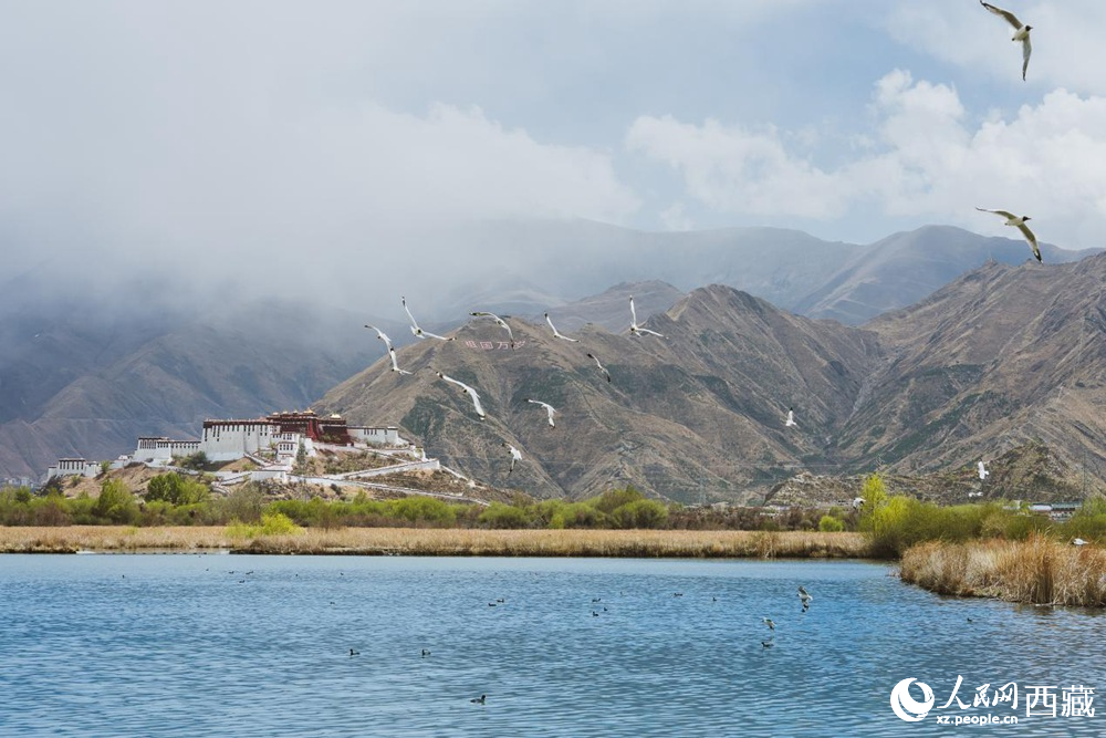 拉鲁湿地呈现一幅流动的国风画卷。曹曦元摄