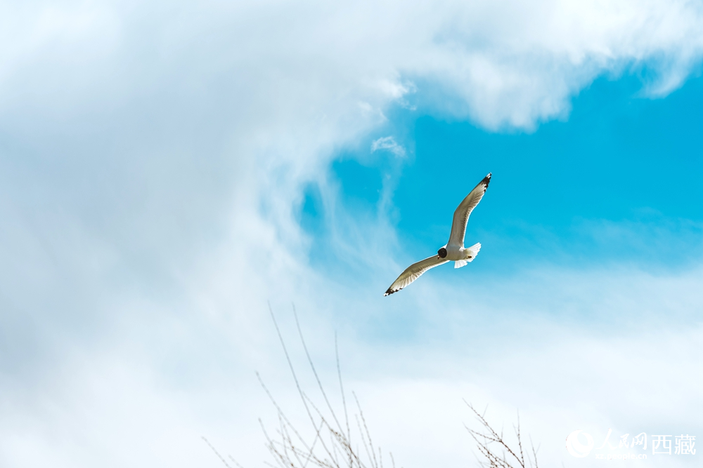  拉鲁湿地生态治理成果斐然，生物资源得到恢复发展。曹曦元摄