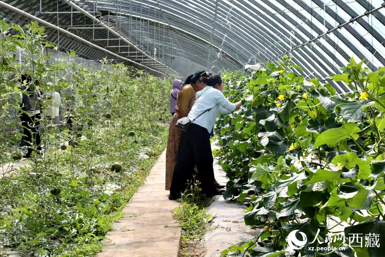 游客们在温室大棚内体验采摘瓜果的乐趣。人民网记者 次仁罗布摄