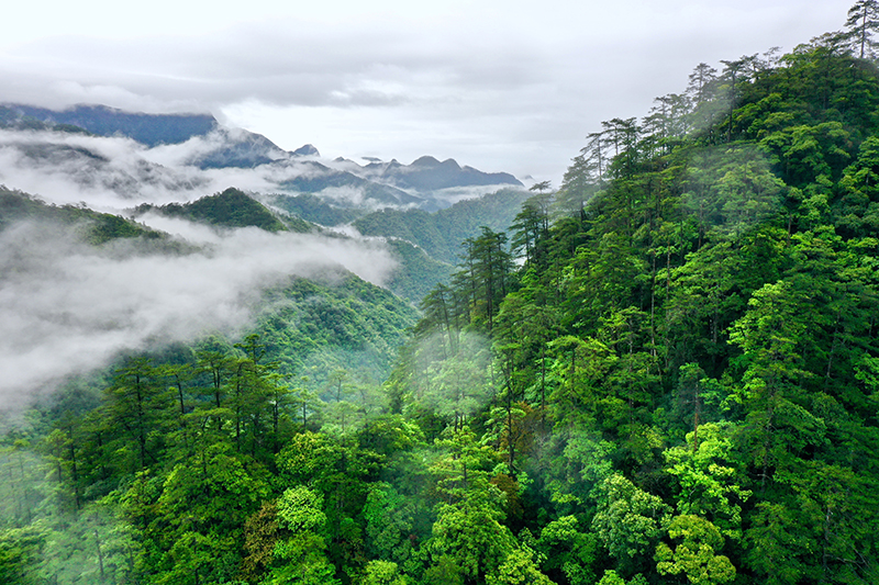 2021年5月18日，武夷山国家公园桐木村附近群山云雾缭绕。