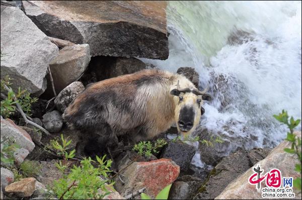 四川达古冰山景区成功创建省级生态旅游示范区
