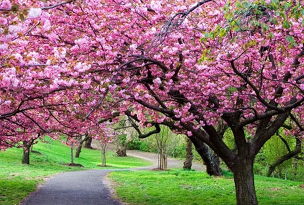 西藏小江南林芝:打造旅游新名片