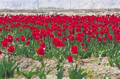 共享民宿市场竞争进入深水区