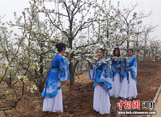 游客在梨树下拍照。 张桂芹 摄