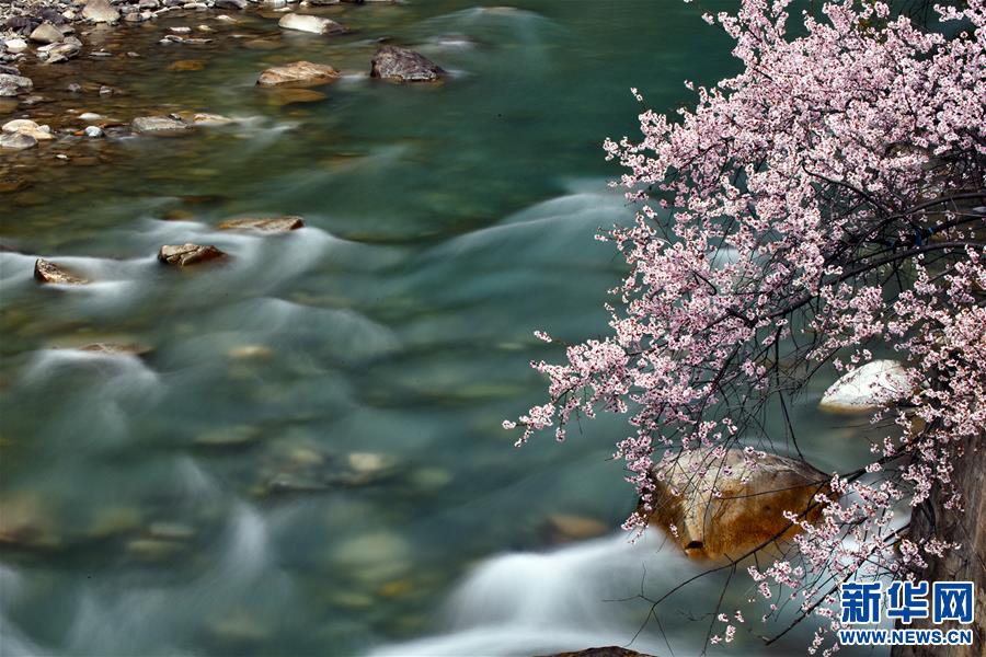 （新华视界）（3）西藏：察隅河谷春光美