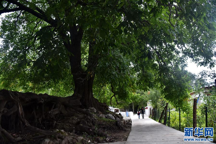 （图文互动）（3）家庭小旅馆 藏乡致富路——西藏朗县冲康村见闻